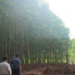 Workshop: “Environmental forestry development in Vietnam: opportunities, challenges and solution”