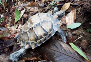 Vườn quốc gia Bạch Mã tiếp nhận cá thể Rùa Núi viền từ người dân và thả về rừng