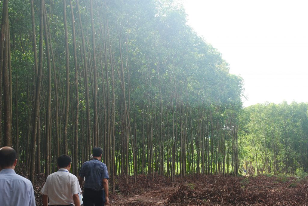 Quy định mới về trồng rừng thay thế khi chuyển mục đích sử dụng rừng