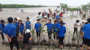 Thanh Hóa: Trồng rừng ngập mặn ven biển góp phần ứng phó biến đổi khí hậu