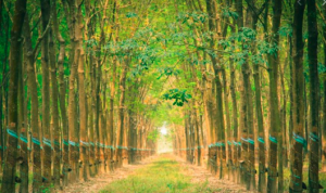 Trao Chứng chỉ quản lý rừng bền vững của Việt Nam cho hơn 11,4 nghìn ha rừng cao su