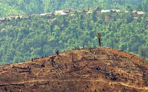 Hưởng ứng ngày môi trường thế giới 5-6: Thâm canh trên đất dốc – Biện pháp hữu hiệu góp phần ứng phó biến đổi khí hậu