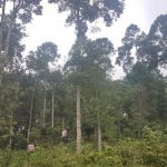 Việt Nam chuyển nhượng hơn 5 triệu tấn CO2 để nhận về gần 52 triệu USD cho bảo vệ rừng